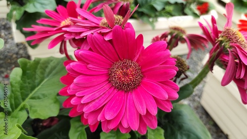 pink magenta gerbera flower