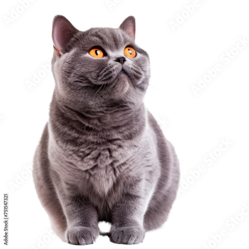 A grey cat with yellow eyes is sitting. Isolated on transparent background, PNG