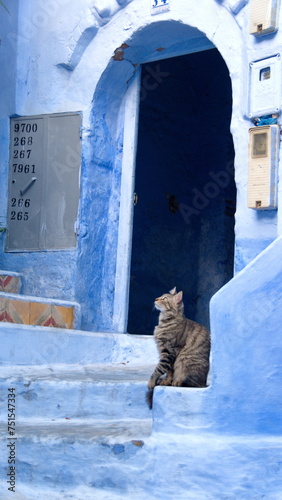 Cat on blue steps below a doorway in Chefchaouen, Morocco © Angela