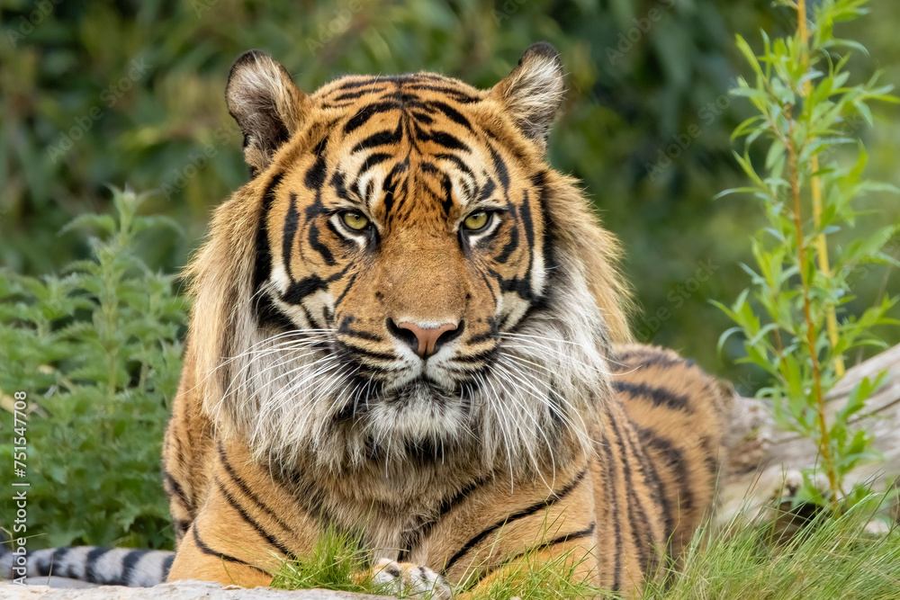 Fototapeta premium Sumatran tiger Dash