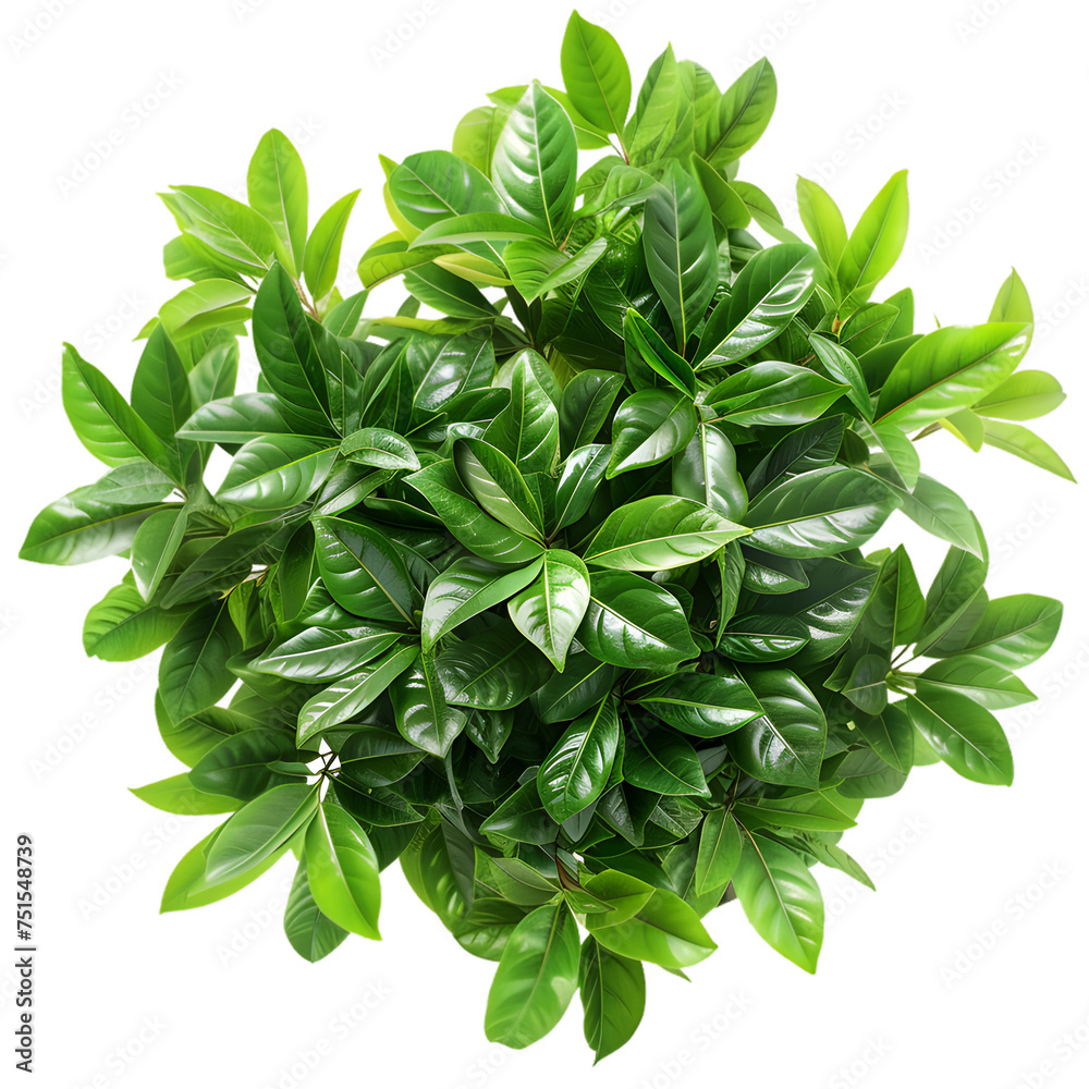 Top view of dense green foliage tree isolated on transparent background Top view of dense green foliage tree isolated on transparent background