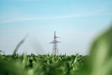 Power transmission lines connected to tower transferring produced green energy on field. Distribution lines transmitting renewable source of energy