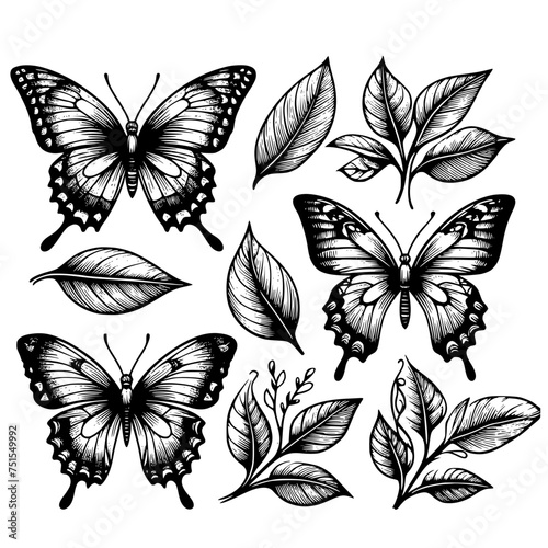 set of black and white butterflies © Koko