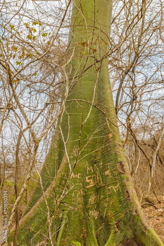 Ceibo tree, dry forest, guayaquil, ecuador photo