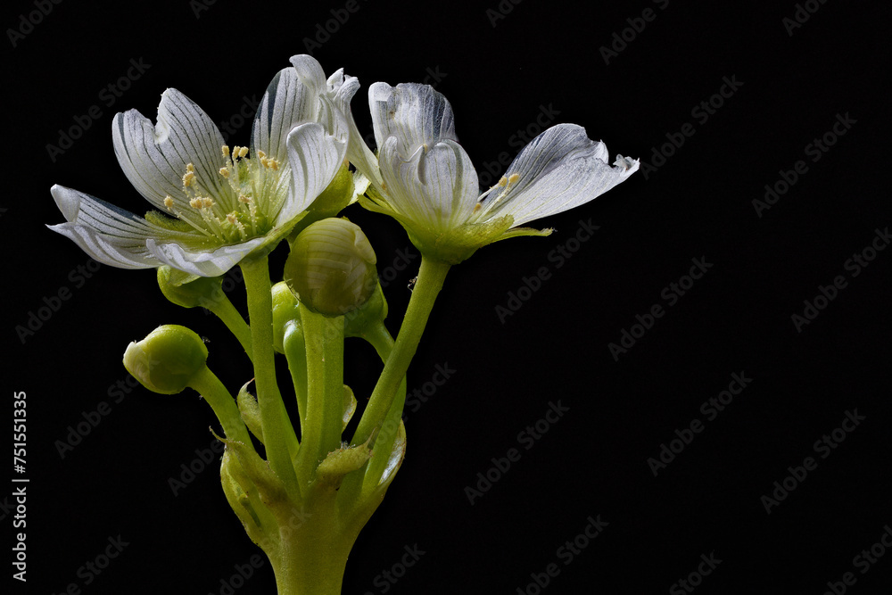 A blooming Venus flytrap photographed close up. - obrazy, fototapety, plakaty 
