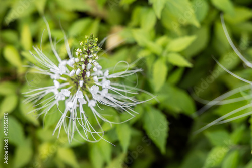 Top close-up view of Misai Kuching or Cat Whiskers, a flowering herbal plant used in traditional medicine with diuretic, anti-oxidant, anit-hypertensive benefits among others