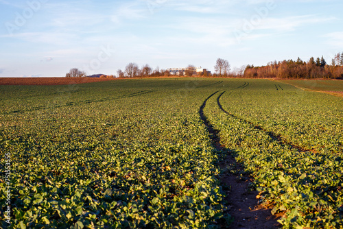 agricultural field in spring in bavaria. farming  growing vegetables