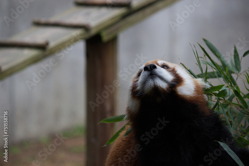 レッサーパンダの顔