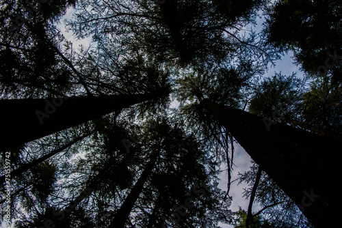 Obraz na płótnie Deodar or Pine trees of Lansdowne Uttarakhand. A Scenic beauty in Lansdowne Uttrakhand. w salonie