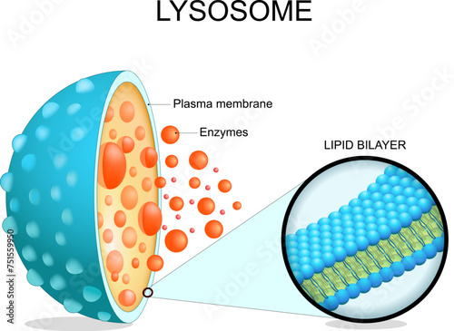 Lysosome anatomy. Cross section of a cell organelle photo