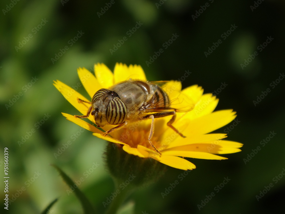 The band-eyed drone fly (Eristalinus taeniops), female sitting on a field marigold flower The band-eyed drone fly (Eristalinus taeniops), female sitting on a field marigold flower