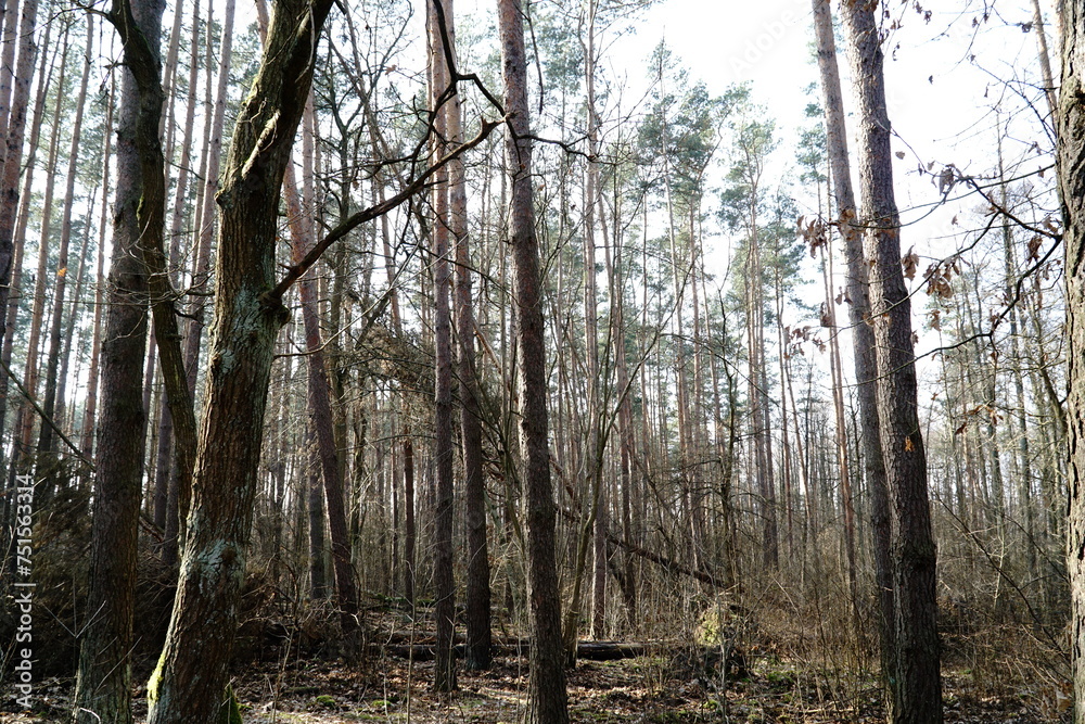 Kampinos Forest in spring, Poland Kampinos Forest in spring, Poland