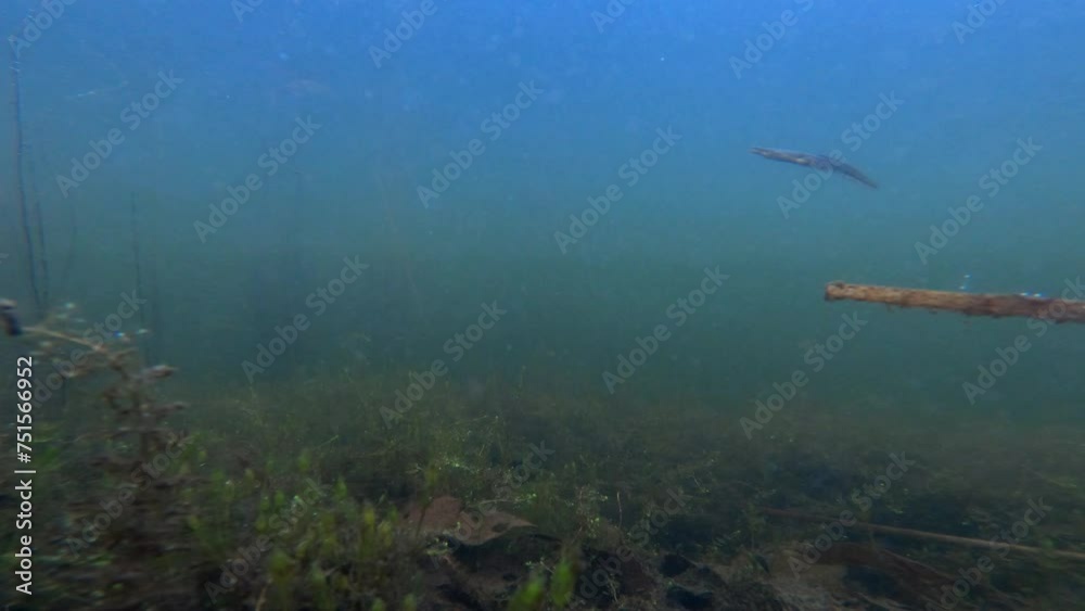 Underwater 0037 Salamander Pond Underwater 0037 Salamander Pond
