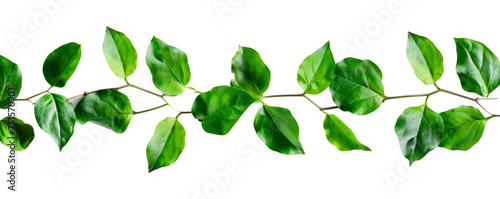 A long green leafy branch with many leaves Isolated on transparent background, PNG