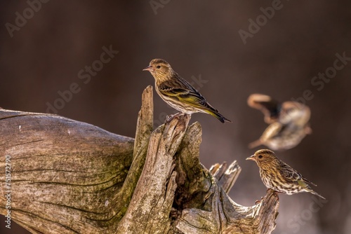 Goldfinches on wood