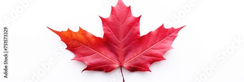 Red maple leaf isolated on white background