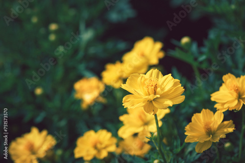 Yellow Cosmos flower or Mexican Aster flower in garden,