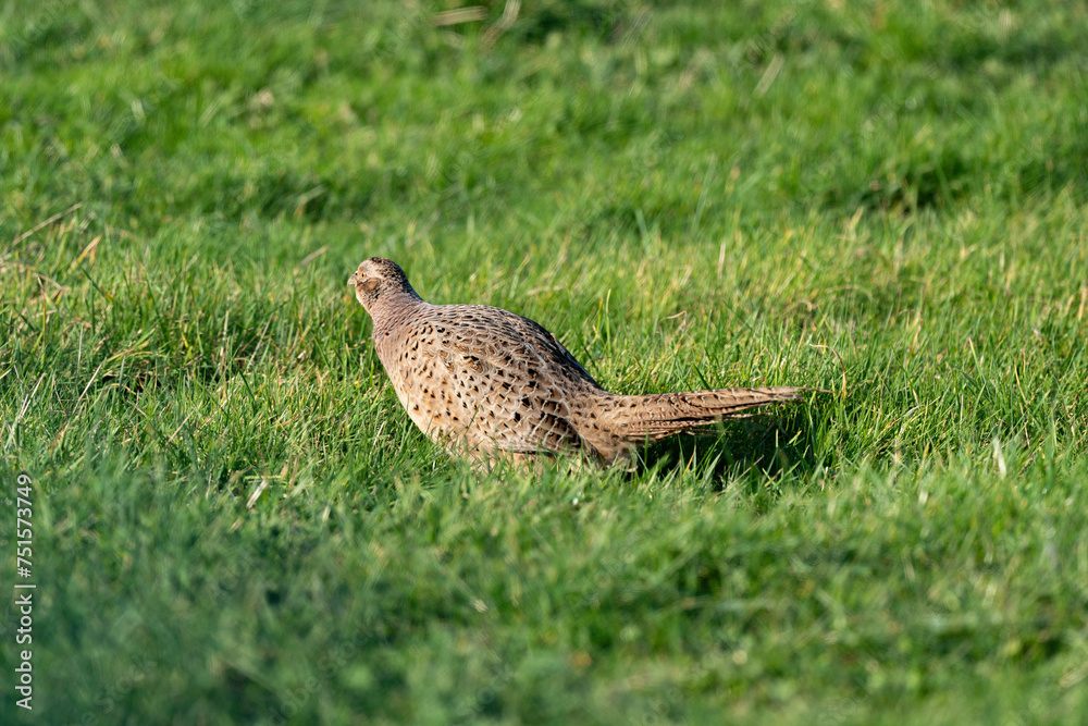 Faisan de Colchide,.Phasianus colchicus, Common Pheasant Faisan de Colchide,.Phasianus colchicus, Common Pheasant