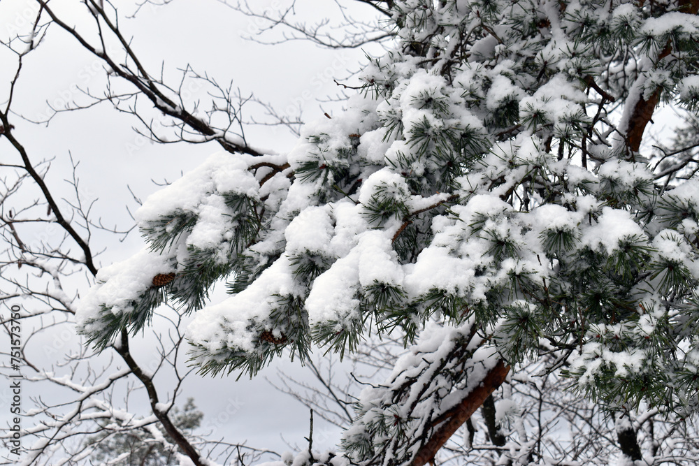 Branches and leaves of the Scots pine (Pinus silvestris) covered Branches and leaves of the Scots pine (Pinus silvestris) covered