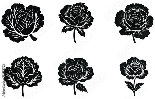Vector illustration of white cabbage silhouette icon,Vector glyph cabbage icon.