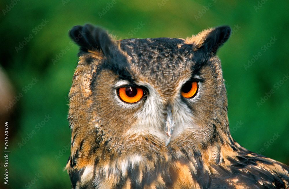 Fototapeta premium Grand duc d'Europe,.Bubo bubo, Eurasian Eagle Owl
