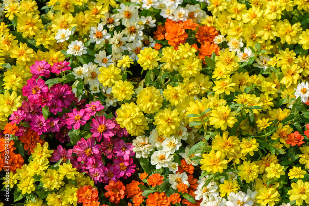 Bright pink, yellow, and white zinnia flowers bloom beautifully in spring flowerbeds