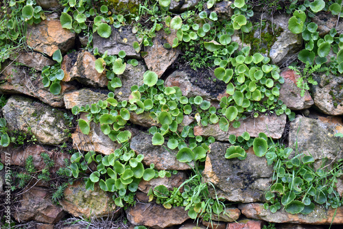 A stone wall covered in the...