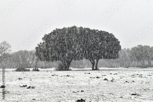 Snowflakes falling in a fie...