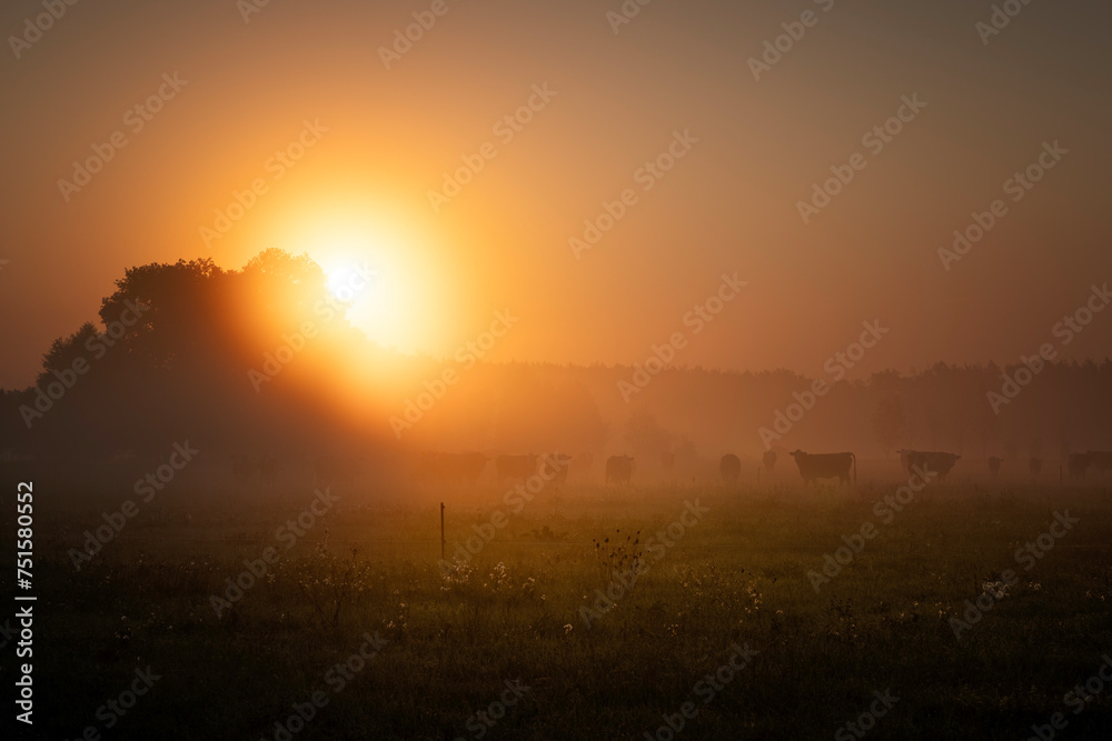 cows graze in the morning mist