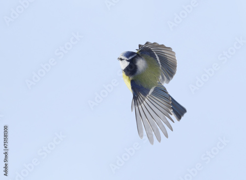  Little bird flying on sky background. Blue tit © Nitr
