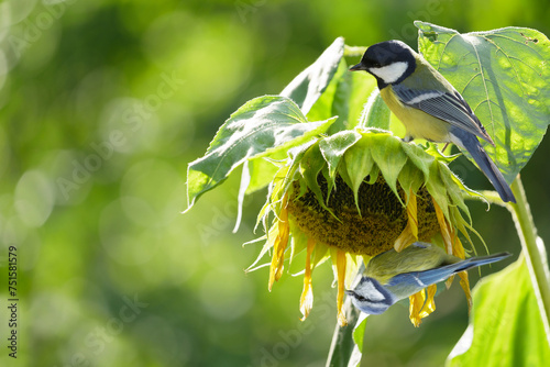 Little birds feeding sunflower seeds from dry flower. Great tit and Blue tit. Summer time