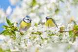 two little birds perching on branch of blossom cherry tree. Blue tit. Parus caeruleus. Spring background