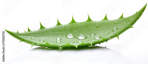 A close-up view of a vibrant green leaf with water drops glistening on its surface.