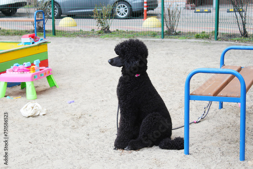 Black poodle sitting on a children's playground near a bench