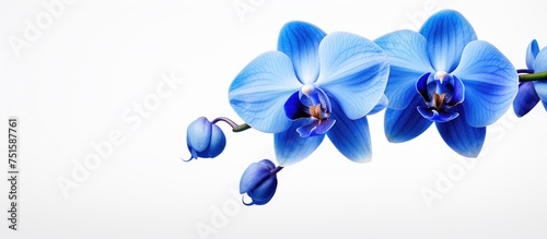 Three vibrant blue orchids dangle gracefully from a sturdy branch, showcasing their delicate petals and unique beauty.