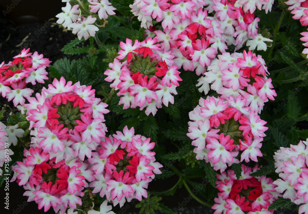 Rosa Blumen blühen auf Rosa Blumen blühen auf