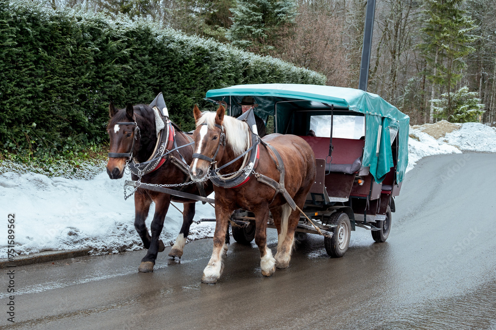 horse carriage in winter