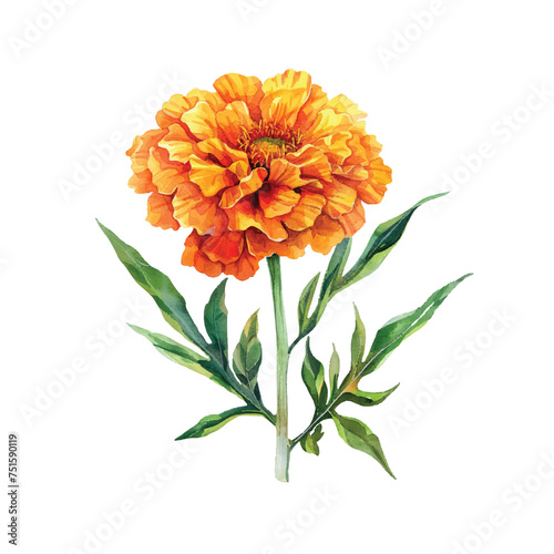 Fototapeta Naklejka Na Ścianę i Meble -  cute marigold vector illustration in watercolour style