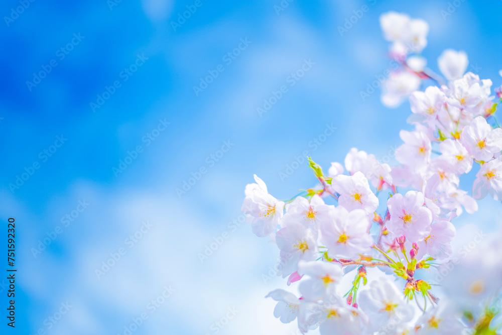 青空に桜 