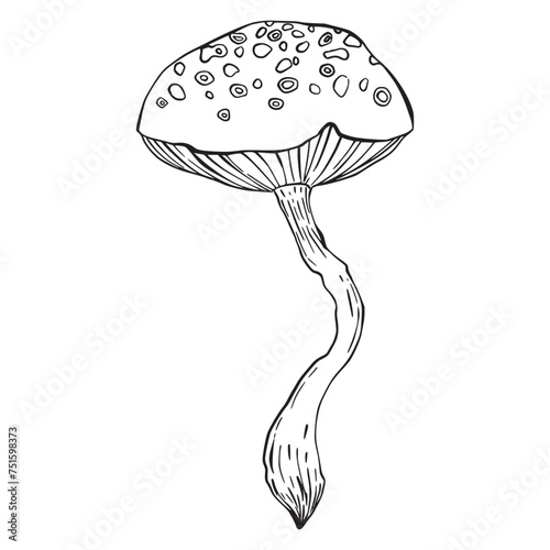 Mushroom in ink sketching style isolated. Hand drawn food item. Outline scribble of wild mushroom. Mycology. Poisonous, toadstools doodle