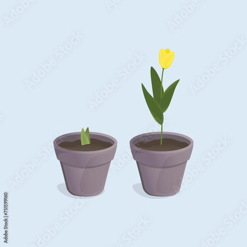 Vector image of tulips in a pot. Plant growing stages.