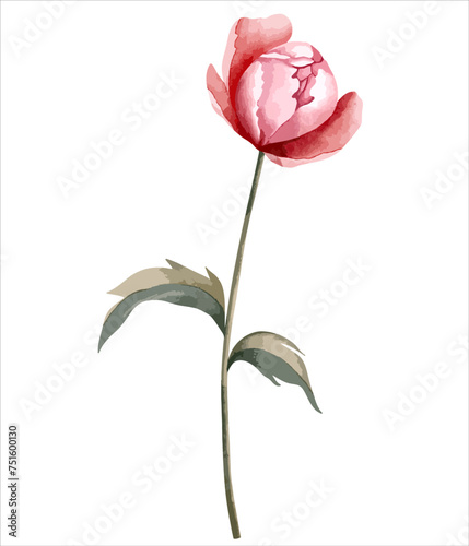 Watercolor peony flower. Botanical isolated illustration. Hand painted floral element
