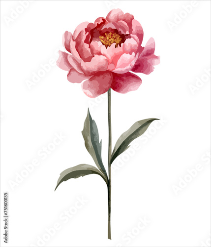 Watercolor peony flower. Botanical isolated illustration. Hand painted floral element
