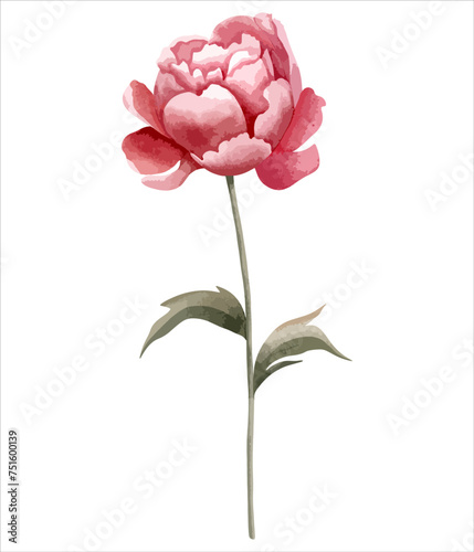 Watercolor peony flower. Botanical isolated illustration. Hand painted floral element