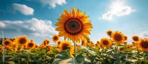 Beautiful sunflower blooming in a vast field under the clear blue sky on a sunny day