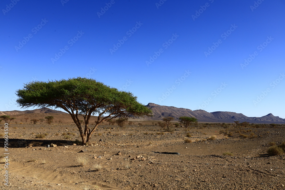 View on a mountain in the Haut Atlas Oriental National Park located in Morocco.