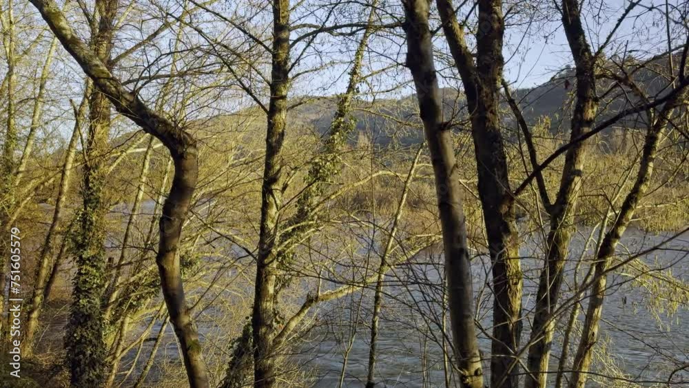 Sunset Serenity: Tree Trunks and River in Evening Glow Sunset Serenity: Tree Trunks and River in Evening Glow