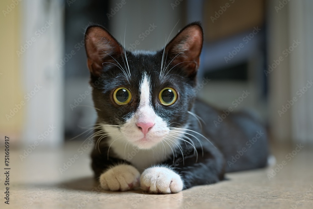 Cute Tuxedo kitten lying on the floor and looking curious at camera. Cute Tuxedo kitten lying on the floor and looking curious at camera.