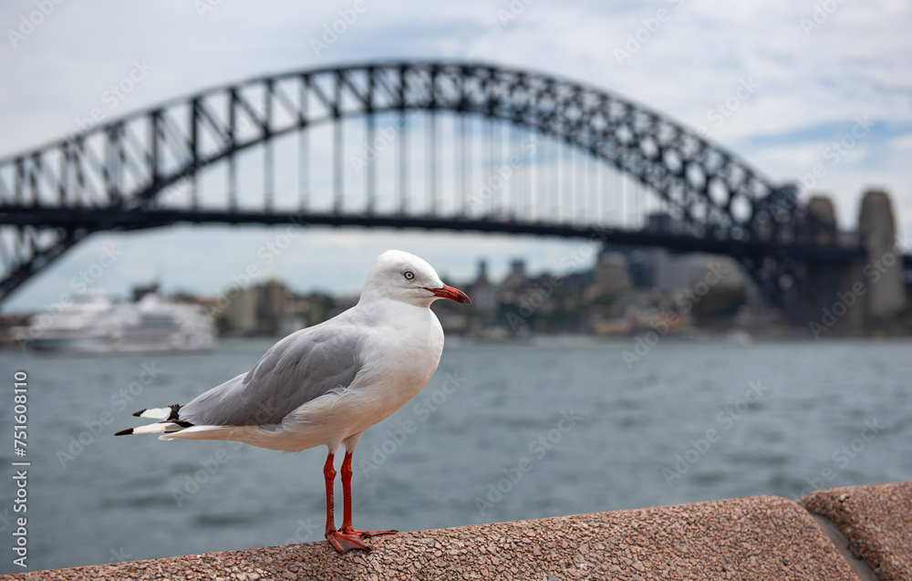 Seagull in front of the Harbour Bridge in Sydney, Australia