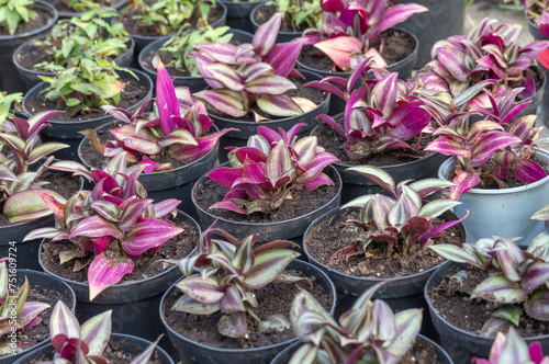 Purple leaves of tradescantia zebrina growth in flower pot. Wandering jew or wandering dude of houseplant and ground cover. Herbaceous perennial flowers trailing and variegated foliage. Inch plant. photo